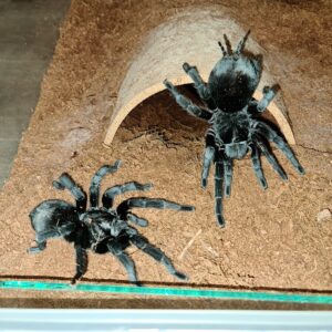 Brazilian Black Tarantula (Grammostola pulchra)
