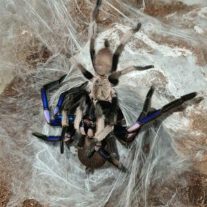 Electric Blue Tarantula (Chilobrachys natanicharum)