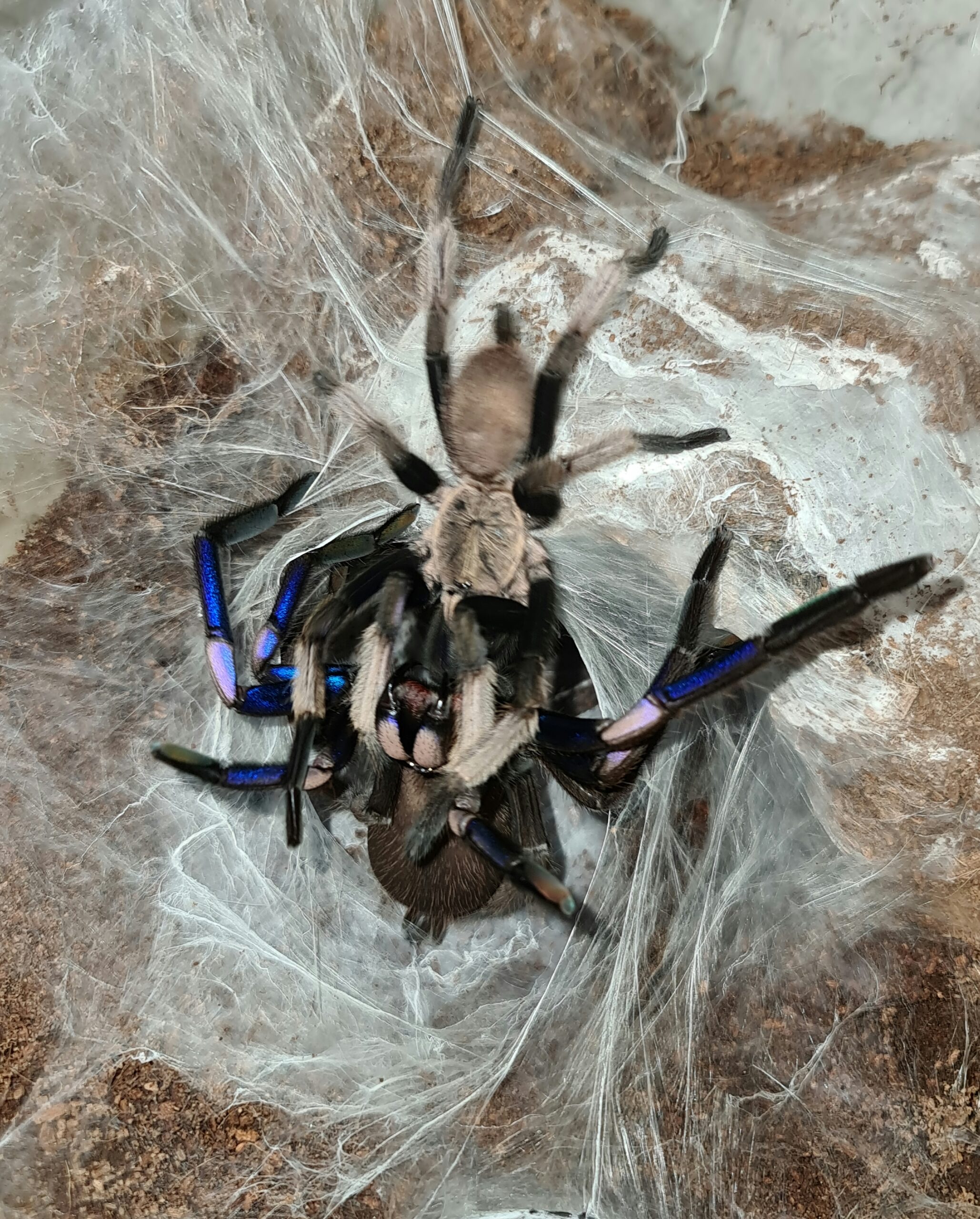 Electric Blue Tarantula (Chilobrachys natanicharum)