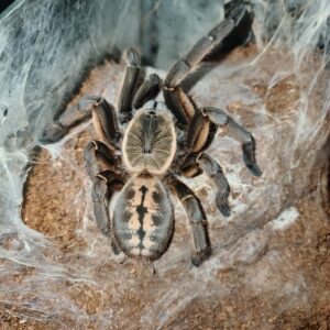 Melopeous sp. Nhen Dep (Nhen Dep Blue Earthtiger)