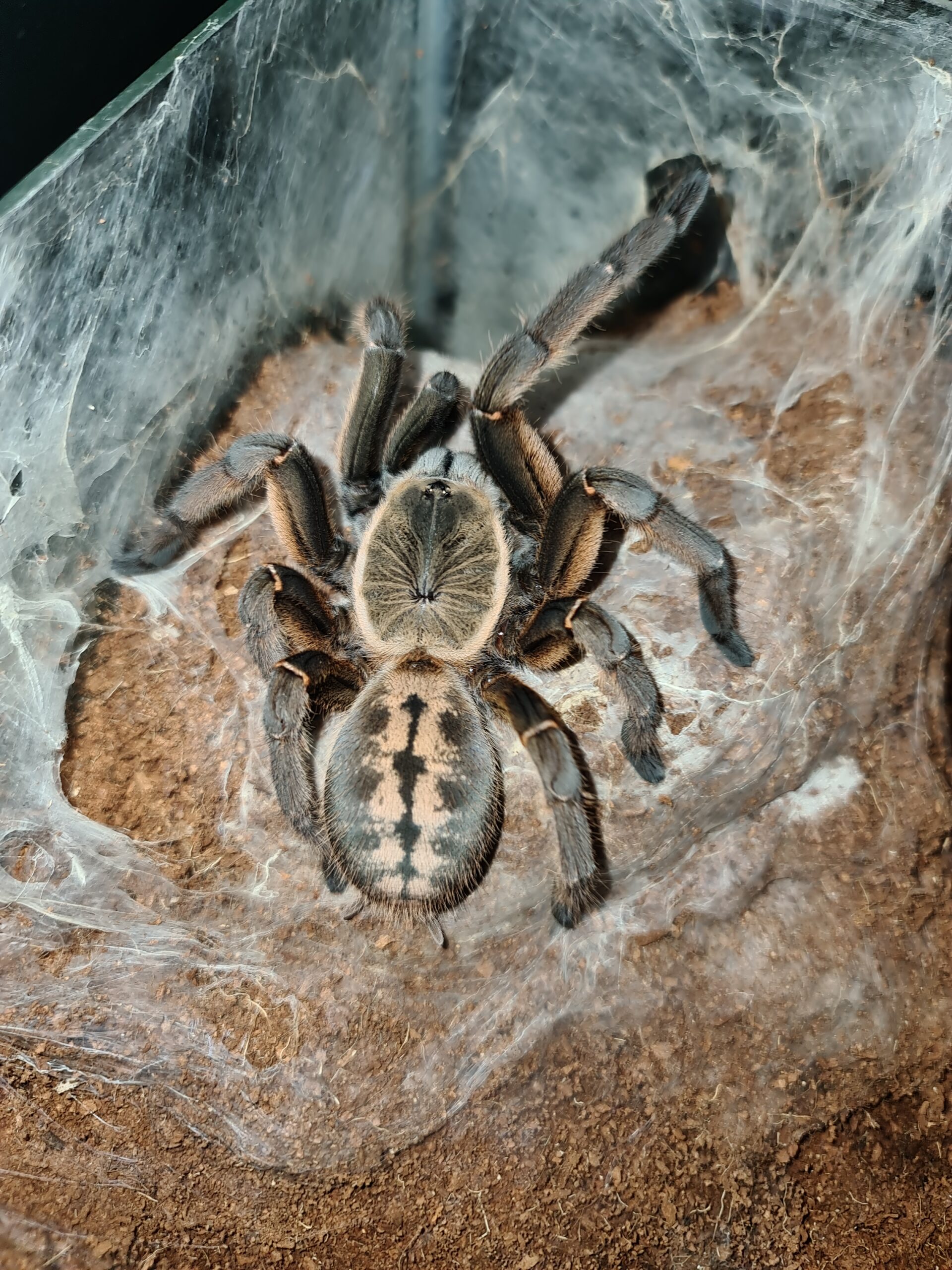 Melopeous sp. Nhen Dep (Nhen Dep Blue Earthtiger)