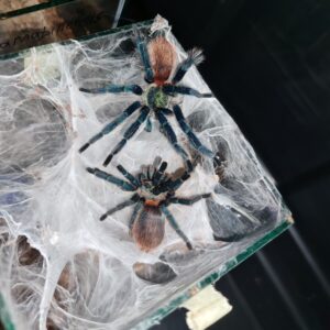 Brazilian Blue Dwarf Beauty (Dolichothele diamantinensis)