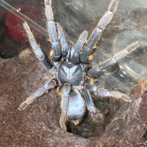 Ornithoctoninae sp. Vietnam Silver (Vietnam Silver Earthtiger Tarantula)