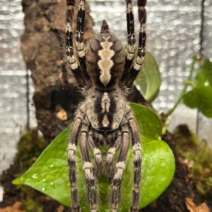 Yellow Backed Ornamental Tarantula (Poecilotheria smithi)