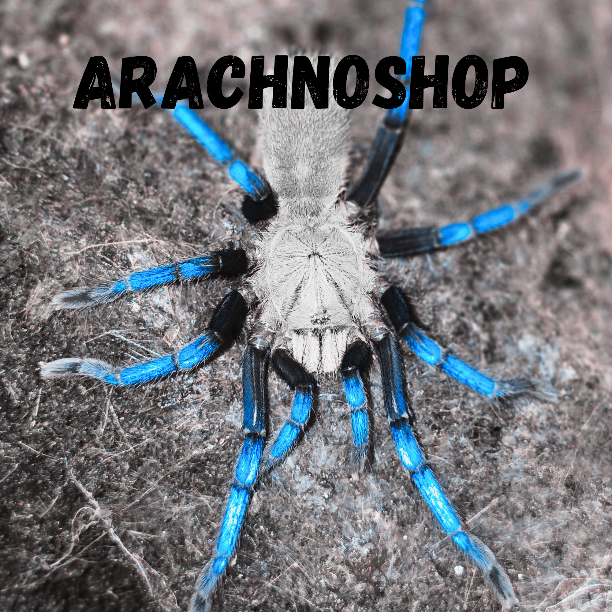 Arachnoshop