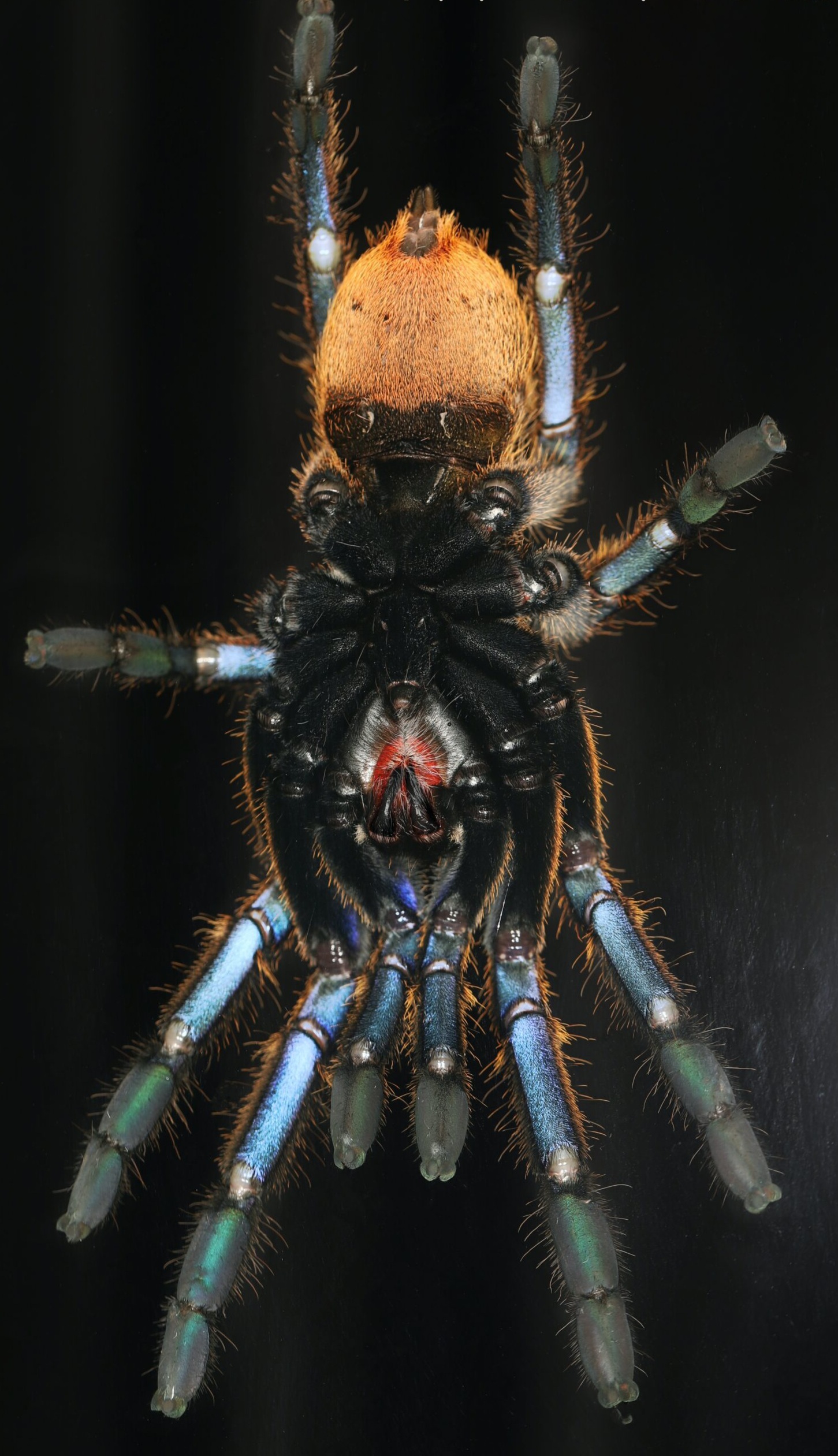 Melopeous sp. Nhen Dep (Nhen Dep Blue Earthtiger) - Image 2