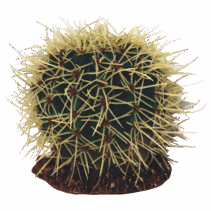 CERAMIC CACTUS No 4 ROUND