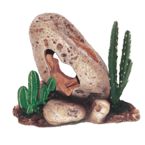 Cactus With Rock