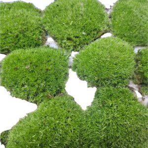 Cushion Moss