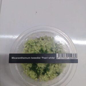 Micranthemum SP Pearl White