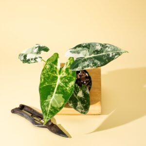 Alocasia Frydek Variegated