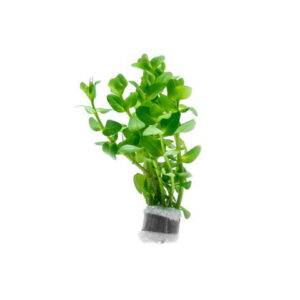 Bacopa caroliniana