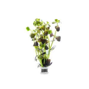 Bacopa salzmannii Purple
