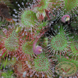 Drosera spatulata