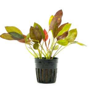 Echinodorus 'Aflame'