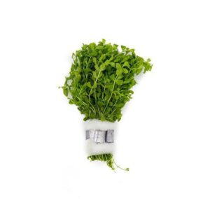 Hemianthus micranthemoides