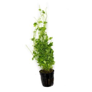 Hydrocotyle tripartita