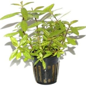 Hygrophila polysperma Rosanervig