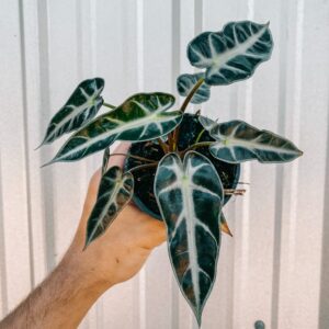 Alocasia 'Bambino'