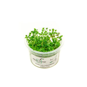 Lindernia rotundifolia