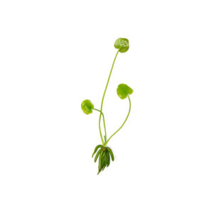 Nymphoides aquatica