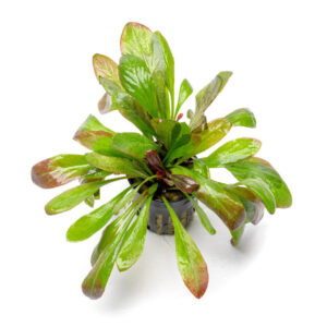 Samolus parviflorus red