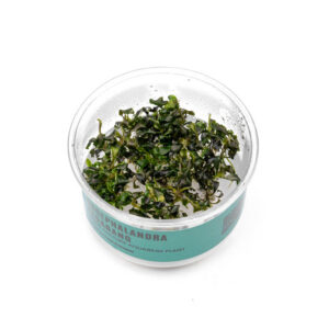 Bucephalandra Kedagang