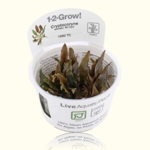 Cryptocoryne wendtii Mi oya