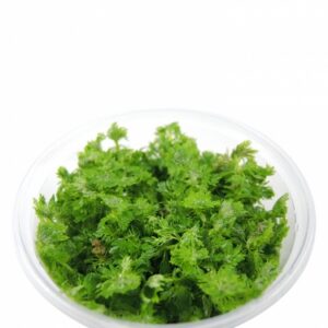 Limnophila sessiliflora