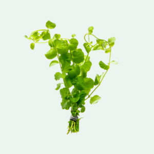 Lysimachia nummularia