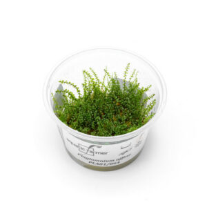 Vesicularia sp. 'Pearl' Moss