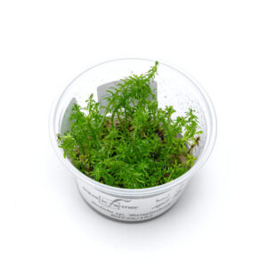 Rotala macrandra