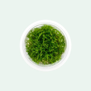 Vesicularia montagnei 'Christmas Moss'