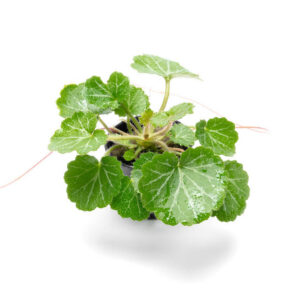 Begonia Strawberry