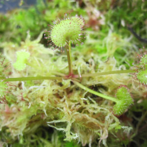Drosera prolifera