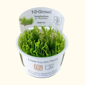 Taxiphyllum sp. 'Flame' Moss (Tissue Culture)
