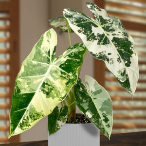 Alocasia Frydek Variegated (Pots)