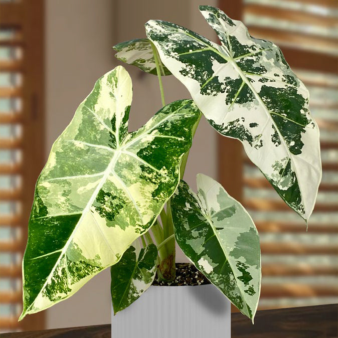 Alocasia Frydek Variegated (Pots)