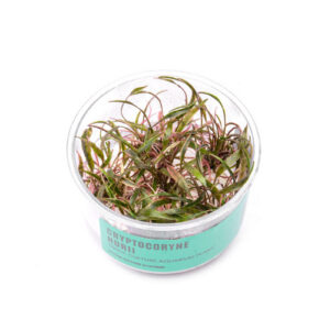 Cryptocoryne nurii (Tissue Culture)