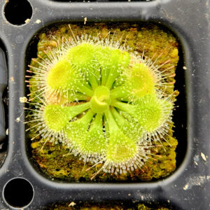 Drosera burmannii (Pots)