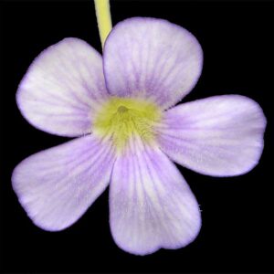 Pinguicula gigantea (Pots)