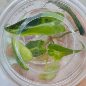 Alocasia Bambino Variegated (Tissue Culture)